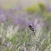 アフリカノビタキ(African Stonechat)のペア