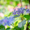 アジサイやスカシユリ：初夏の庭の花