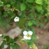 白い小花たちの春🌿 〜 そして一年 〜