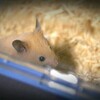 ハムスターを飼おう 4-5日目の様子 ハムスターとプログラミング