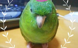 記事を見る