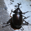 札幌にカブト虫が居たぞ！！！！オスもメスも&ノコギリクワガタ！！