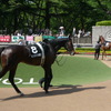 東京競馬場