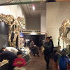 「発掘！モンゴル恐竜化石展」 @大阪市立自然史博物館