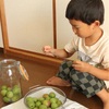 台所には世界が広がっている。 初夏　梅仕事と絵本