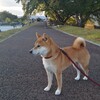 尿の調子と最近の犬ごはん