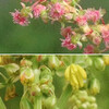 (371) Rumex acetosa