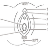 ＜Q&Aシリーズ＞大陰唇縮小は可能ですか？