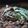 🐸淡島のカエル館です❗️