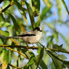 10/29(土)の鳥見