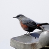 日本　この冬の野鳥たち　イソヒヨドリなど