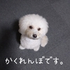 ～愛犬とのかくれんぼとご褒美のヤギミルクについて～