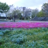 満開（＾V＾）／　桜・芝桜・アッツ桜・・・