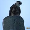 チゴハヤブサ２８