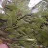 龍山銘茶手揉みっ