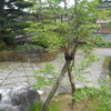 姫シャラの木とハマナスの苗を植えてもらう＆ウォーキングで出会った花