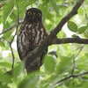 アオバズクその後