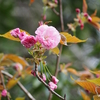 牡丹桜…と筍