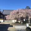 将軍桜／慶福寺（埼玉県蓮田市）