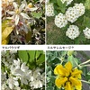 初夏の妙法寺　　５月の妙法寺を訪ねてきました．マルバウツギ，リキュウバイ，オオデマリ，ヒメオウギアヤメ---．初夏の花が境内を彩っていました．庭の奥の水槽にはオタマジャクシも．５月は，苔階段が最も元気で美しい月．特に昨日は，雨のあとで，苔がみずみずしく，覆っている楓のみどりもさらに美しく見えました．裏山の枯葉の上の新しいくすのき落葉も５月らしい．林の中にはキンラン．庭のフタリシズカとともに，このお寺にとてもよく合う花だな〜という印象を持ちました．
