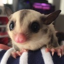 MYSTIC FOREST（クレステッドゲッコー、ジャイゲコ、チャホウア、フリンジヘラオ、テイオウヘラオ、フトアゴ、ニシキマゲクビガメ等の飼育日記 ）