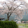 民家と桜