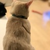 ついに・・・まろんもねこ風邪に・・・。