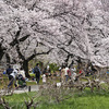 日本最古の植物園で桜を愛でる沼おじさん