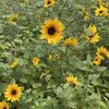 夏を思わせるような花が咲く札幌の大通公園ですが季節はもうすっかり秋です