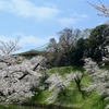 千鳥ヶ淵でお花見
