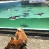 犬も連れて行ける水族館