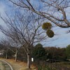 桜の木に宿り木がくっついてるんです