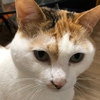 12月21日 河原猫の記録