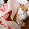 ビニール袋をやぶいちゃった