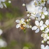 花冷えは花見の時期を長くする