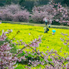 春の風景を満喫！静岡県浜松市東大山の河津桜と菜の花のコラボが素晴らしい桜祭り