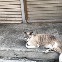Kuronekko