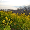 二宮 吾妻山公園に菜の花を見に行く2