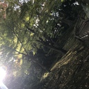 ポニーのあしあと