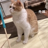 雨田甘夏、子ネズミです。【猫と竹串と先端事情】