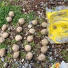 ジャガイモ植付け、とうとうやられたか！