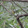 ジィちゃんと探鳥・戸隠の野鳥/2019-10-20