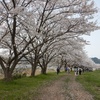 サクラ満開！「ひさやま猪野桜祭り」×好日山荘　コラボウォーキングへ行ってきました。（福岡県）