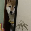 ホラーな夢ちゃん