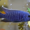 Sciaenochromis fryeri / スキアエノクロミス・フライエリー