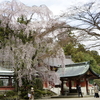 Wed.  宮城県・塩釜神社