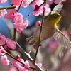 🐥飛行するメジロ❗ 小石川植物園での撮影です😊