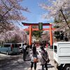 平野神社の桜　その３