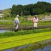 2016年6月　岩手県陸前高田市（田植え）