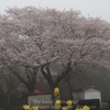 観音堂・朝霧の中の桜・・